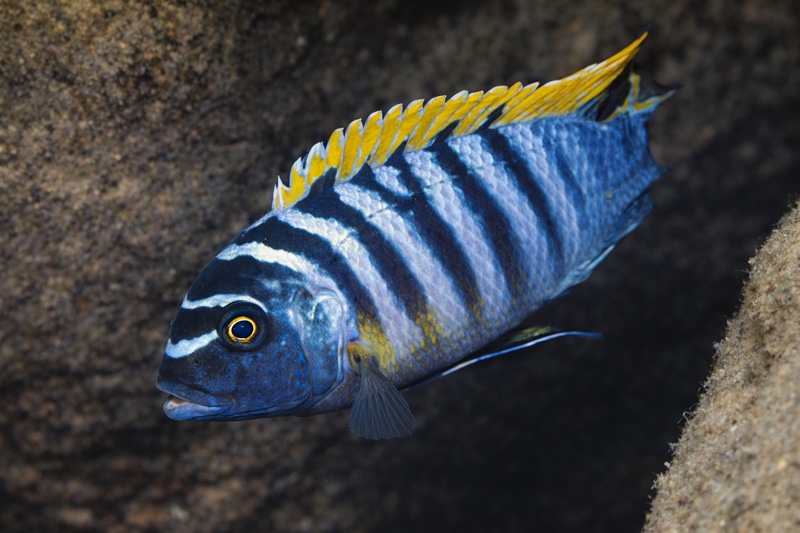 Maylandia fainzilberi 'Liuli'